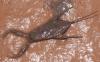 Nepa cinerea